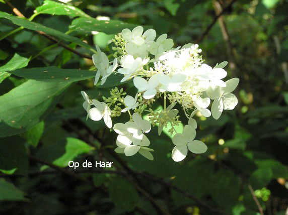 Hydrangea paniculata 'Burgundy Lace'