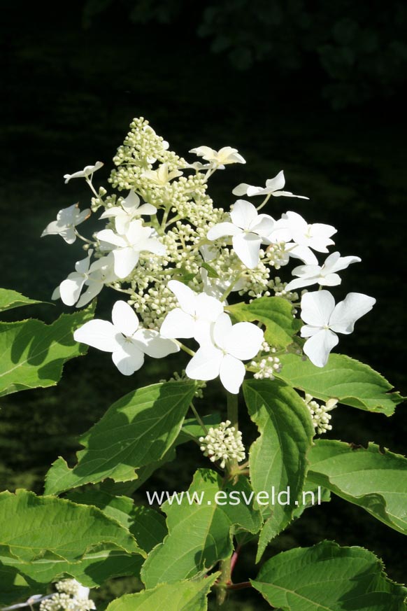 Hydrangea paniculata 'Degudo'