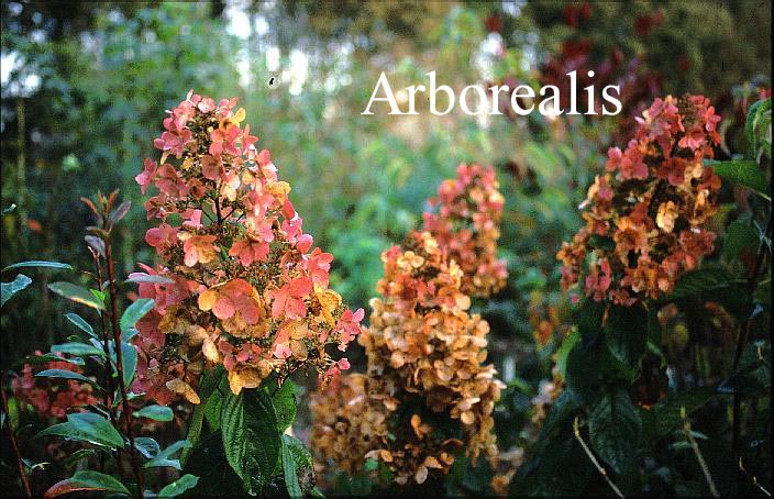 Hydrangea paniculata 'Interhydia' (PINK DIAMOND)