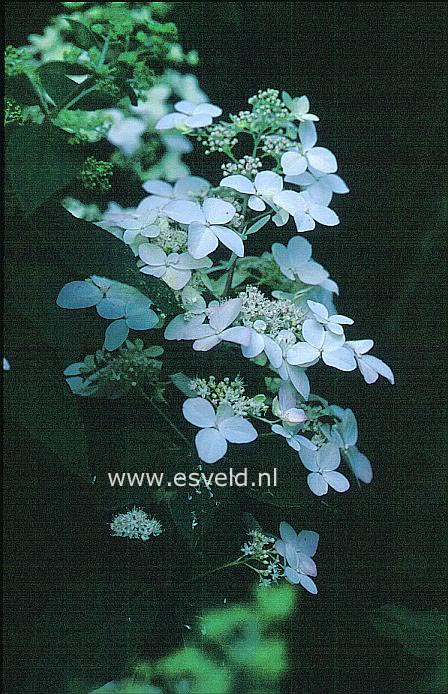 Hydrangea paniculata 'White Lady'