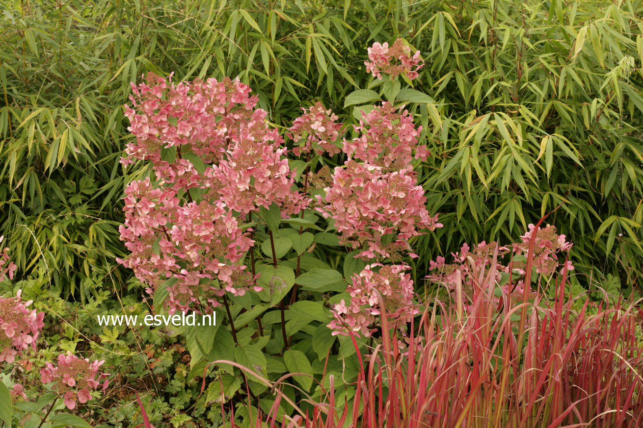 Hydrangea paniculata 'Wim's Red'