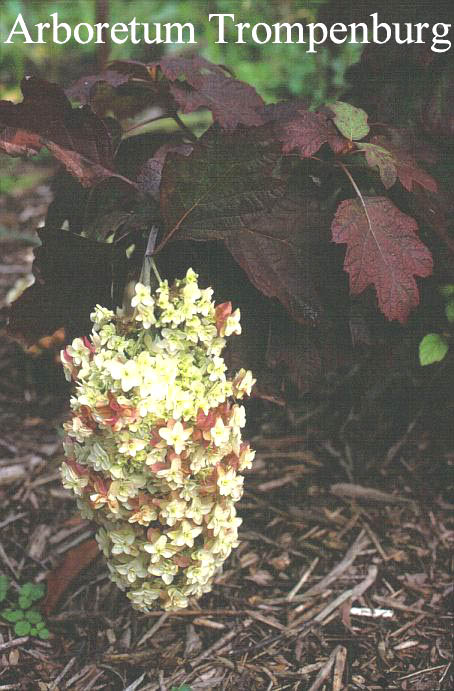 Hydrangea quercifolia 'Brido' (SNOWFLAKE)