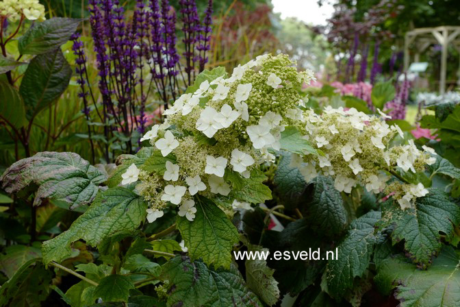 Hydrangea quercifolia 'Burgundy'