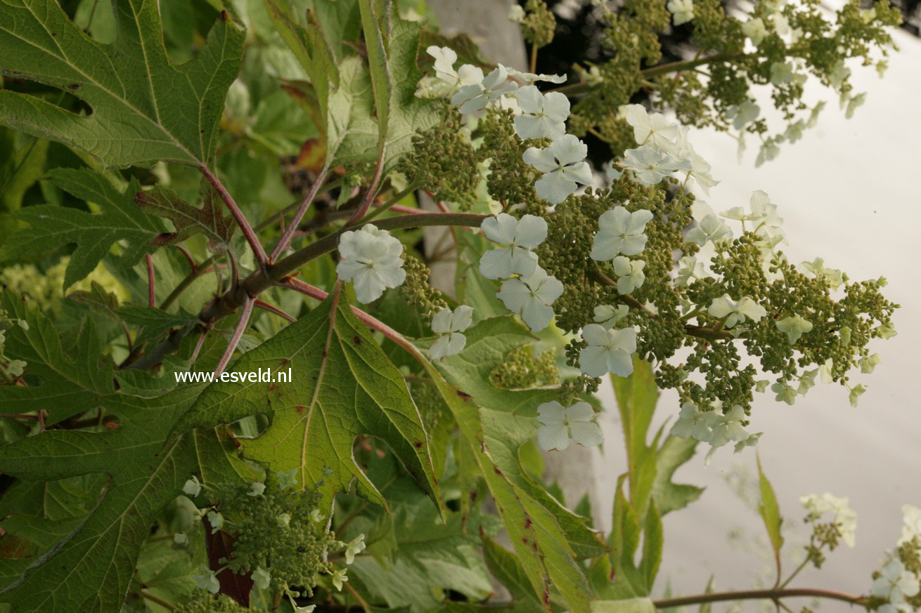 Hydrangea quercifolia 'Haopr010' (ICE CRYSTAL)