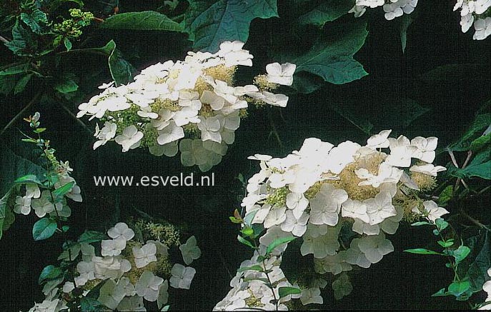 Hydrangea quercifolia 'John Wayne'