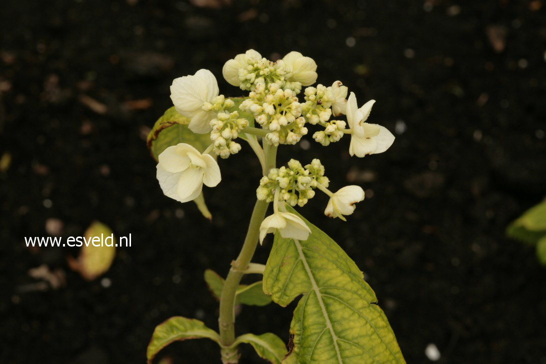 Hydrangea scandens chinensis