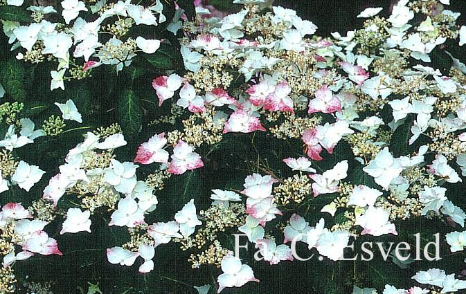 Hydrangea scandens macrosepala