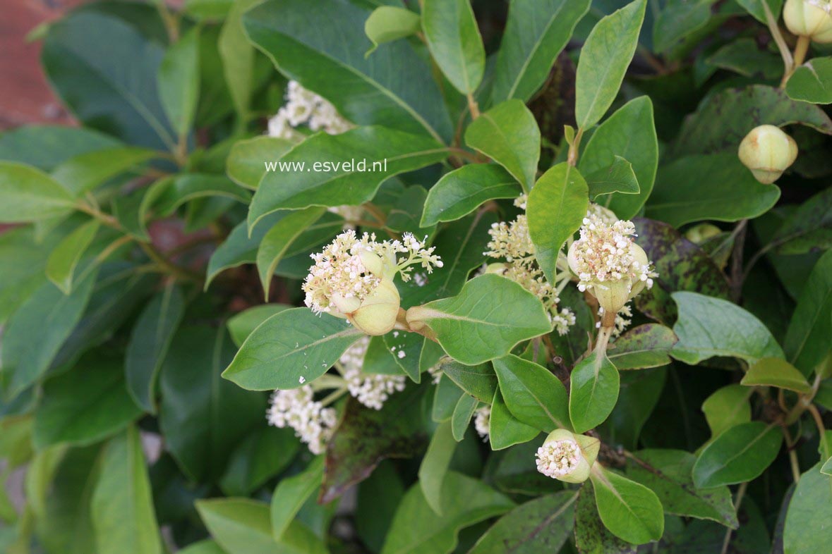 Hydrangea seemannii x serratifolia