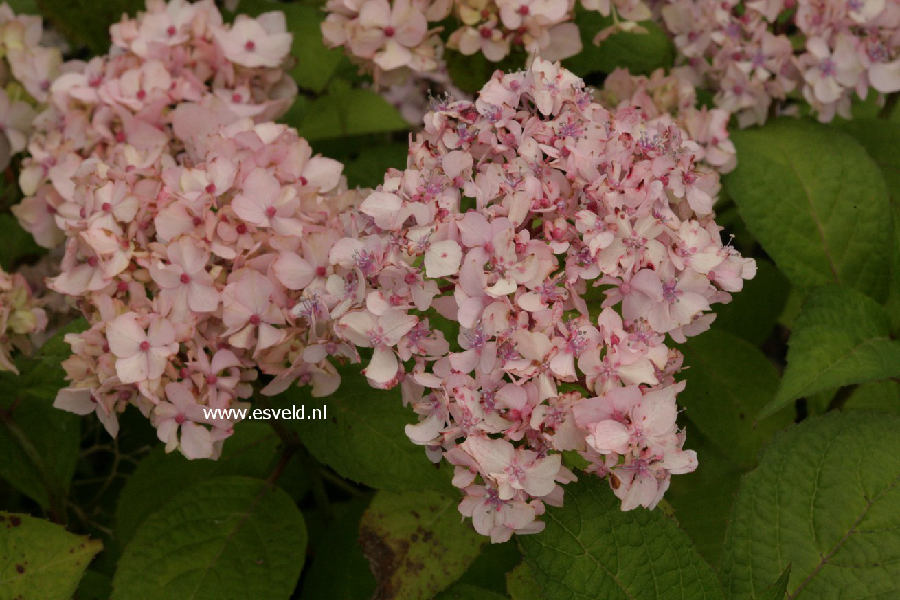 Hydrangea serrata 'Akishino-temari'