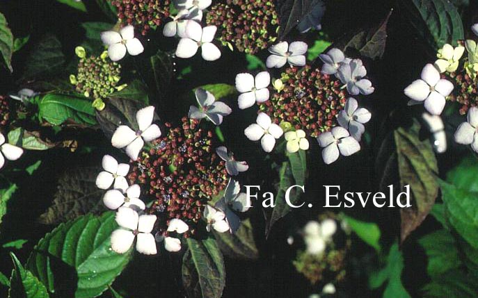 Hydrangea serrata 'Isusai-jaku'