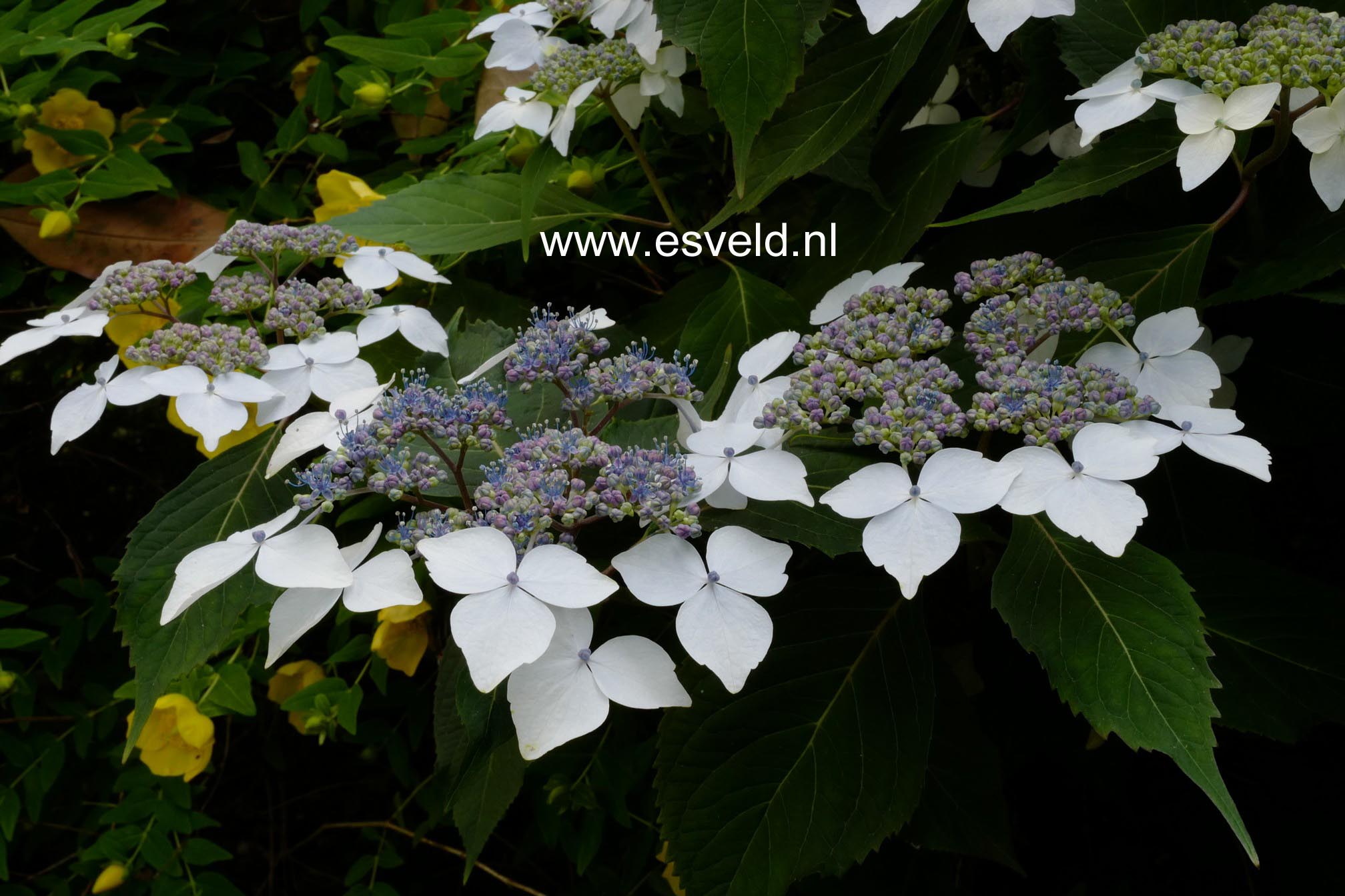 Hydrangea serrata 'Odoriko-amacha'