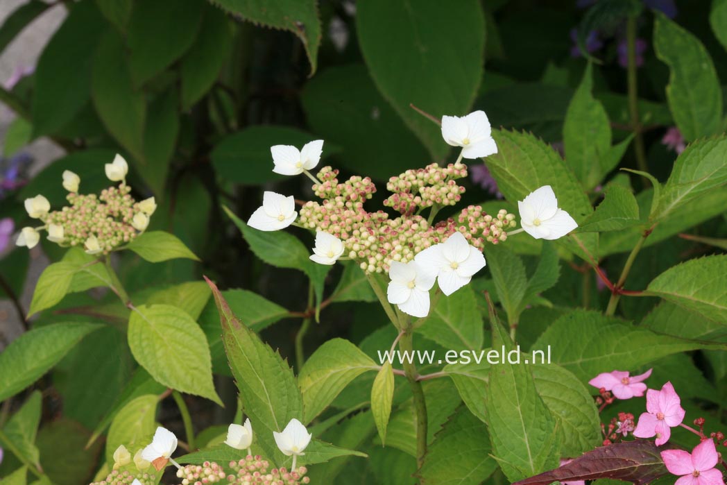 Hydrangea serrata 'Oto-hime'