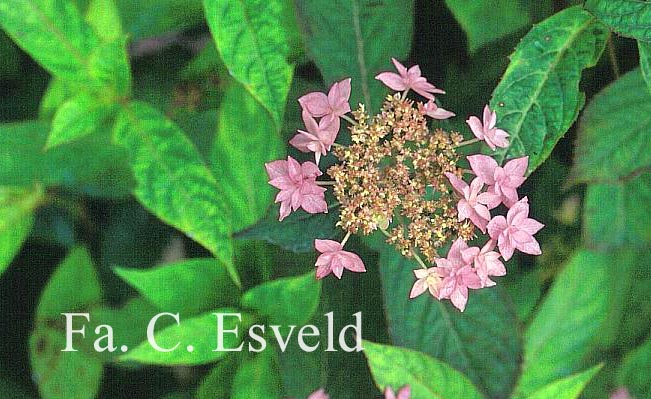 Hydrangea serrata 'Prolifera'