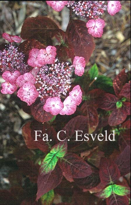 Hydrangea serrata 'Thunbergii'