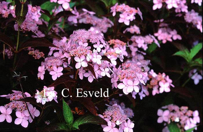 Hydrangea serrata 'Tiara'