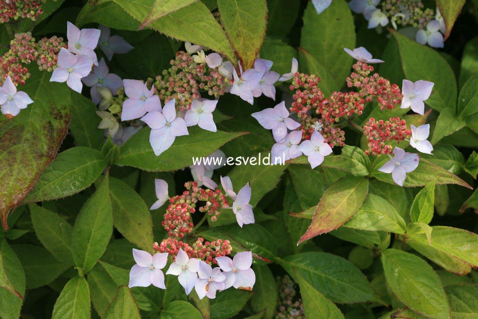 Hydrangea serrata 'Wilsonii'