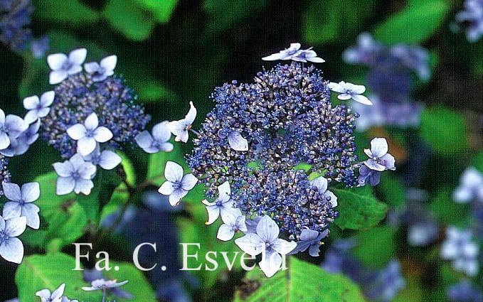 Hydrangea serrata yesoensis