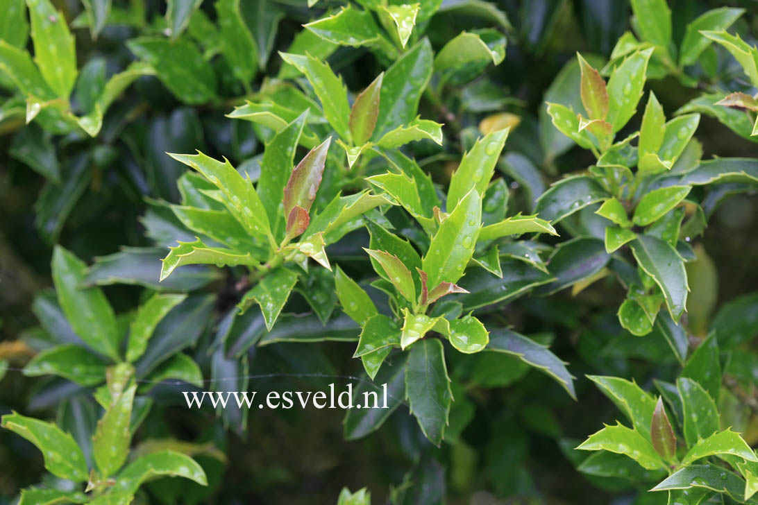 Ilex 'Cousin'