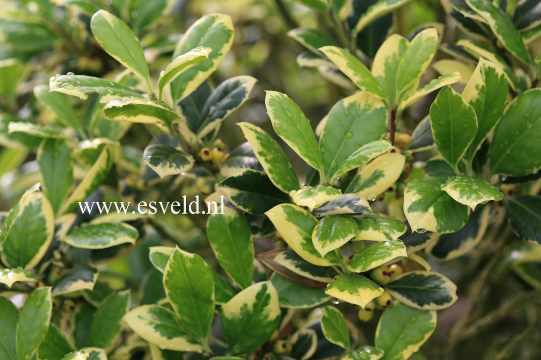 Ilex altaclerensis 'Howick'