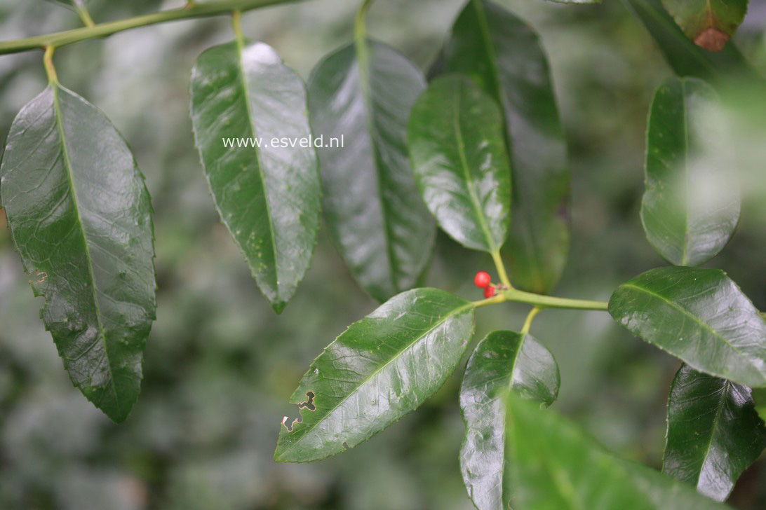 Ilex latifolia
