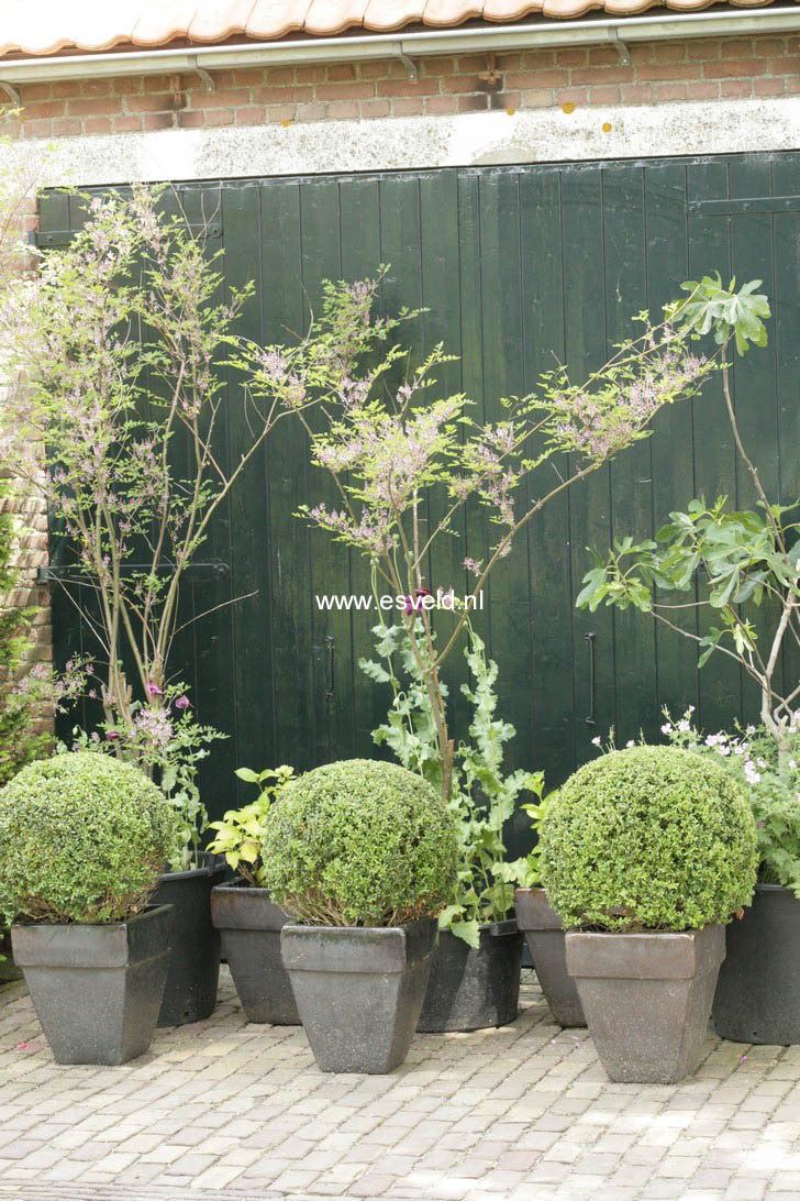 Indigofera heterantha