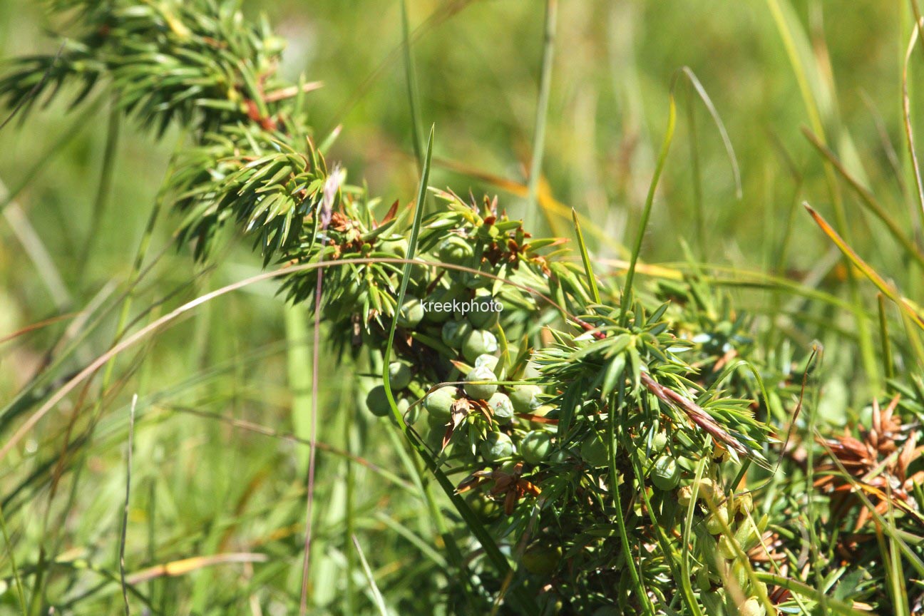 Juniperus communis