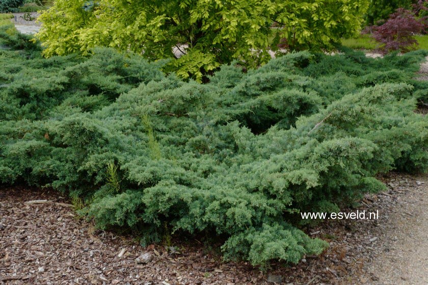 Juniperus virginiana 'Grey Owl'