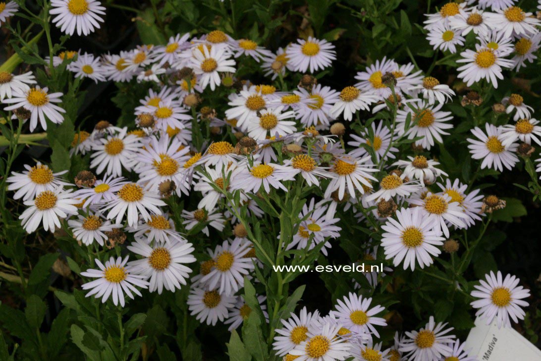 Kalimeris incisa 'Madiva'