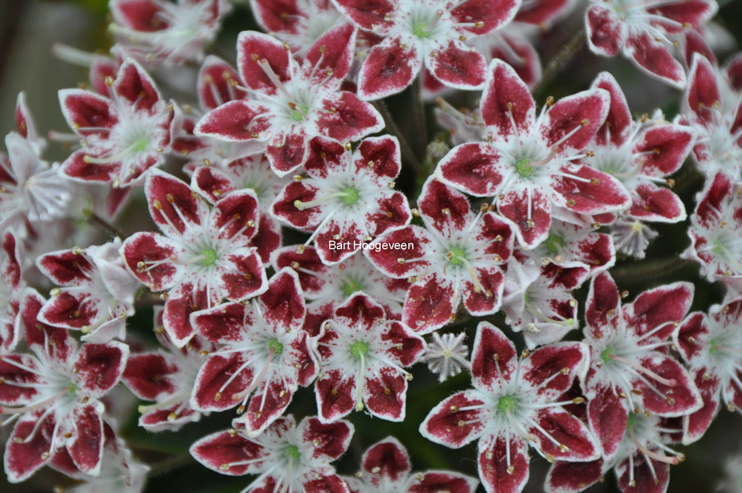 Kalmia latifolia 'Galaxy'