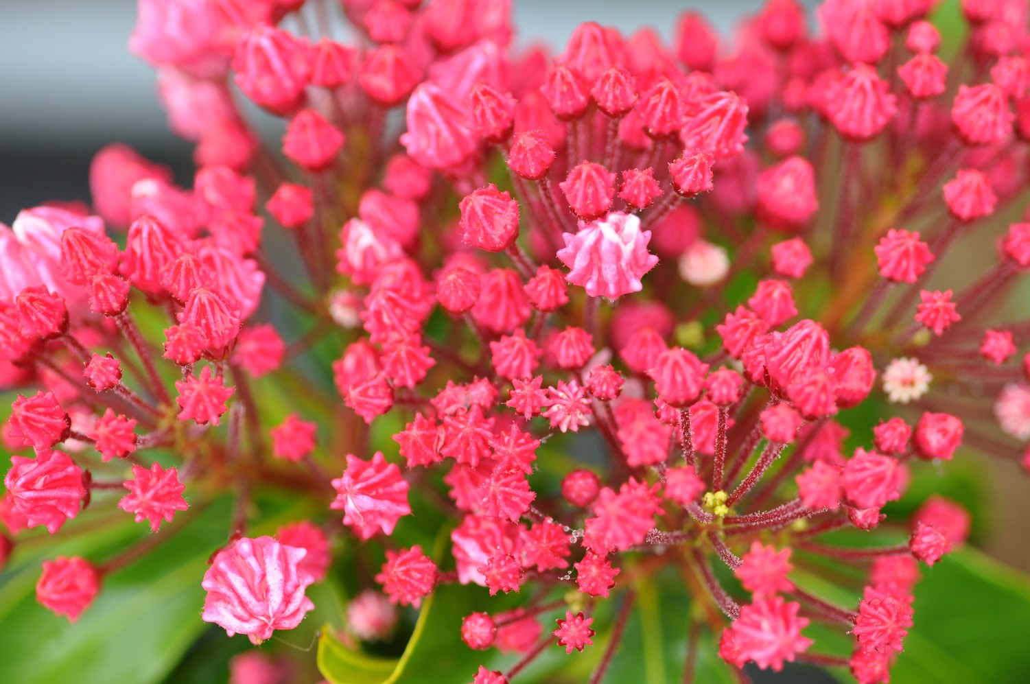 Kalmia latifolia 'Nancy'