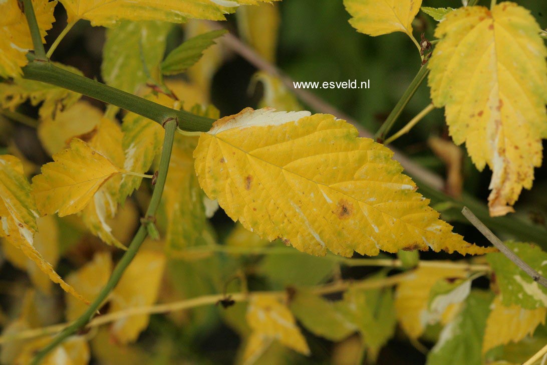 Kerria japonica 'Picta'