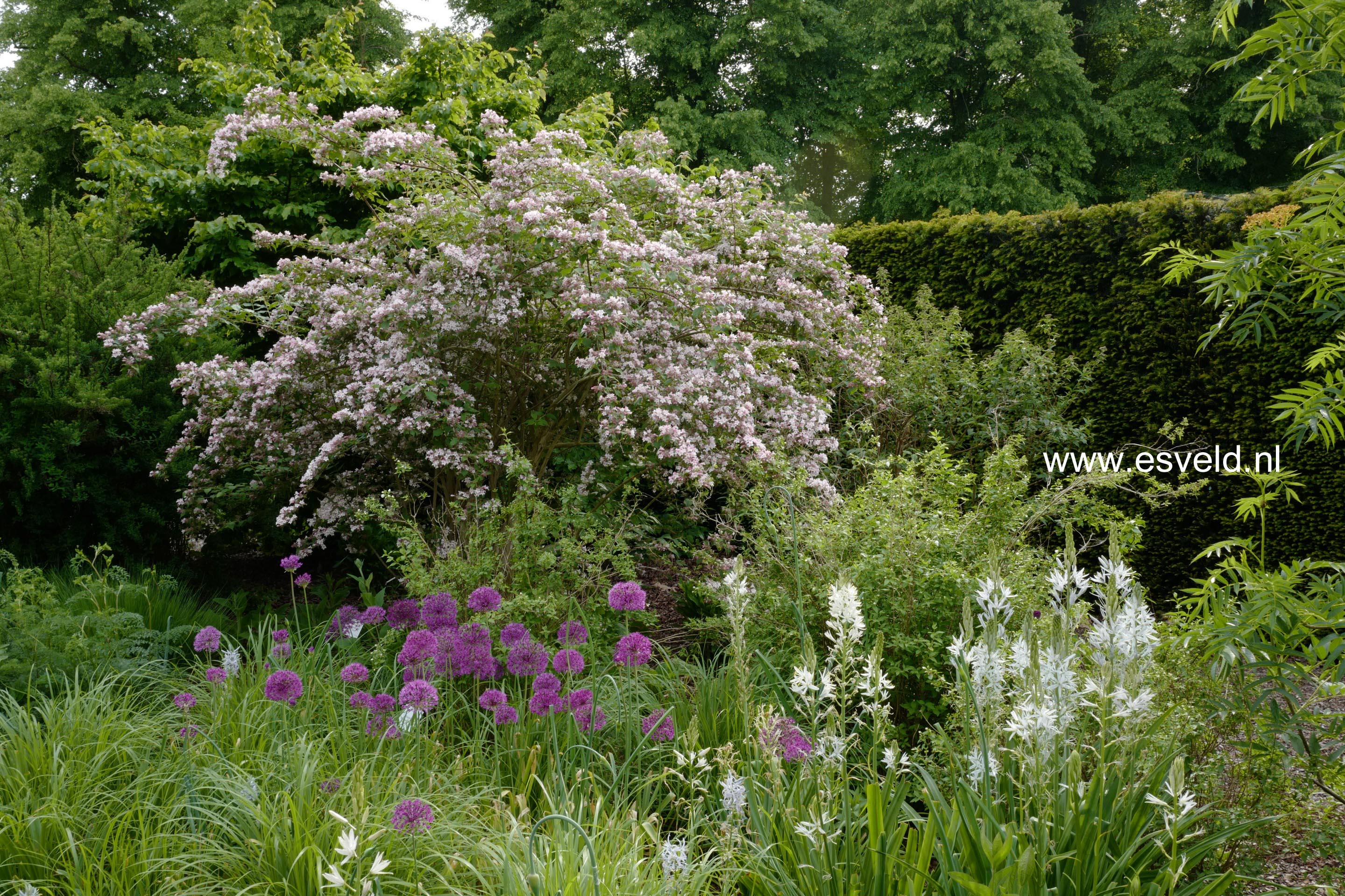 Kolkwitzia amabilis 'Pink Cloud'
