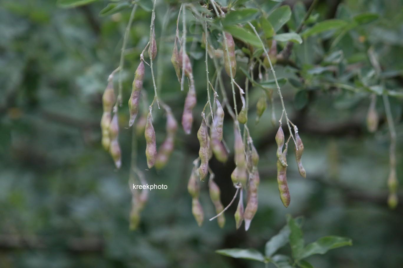 Laburnum anagyroides