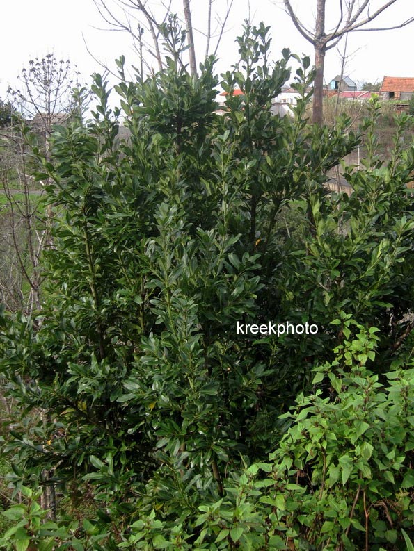 Laurus novocanariensis