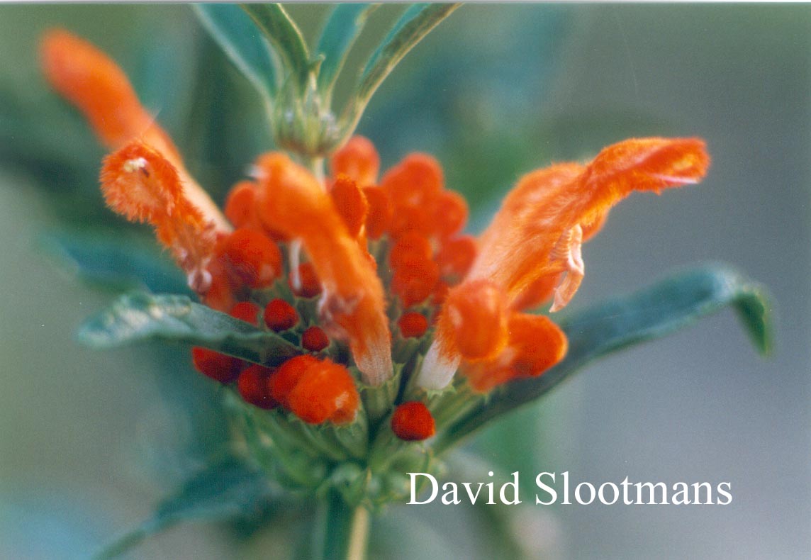 Leonotis leonoris