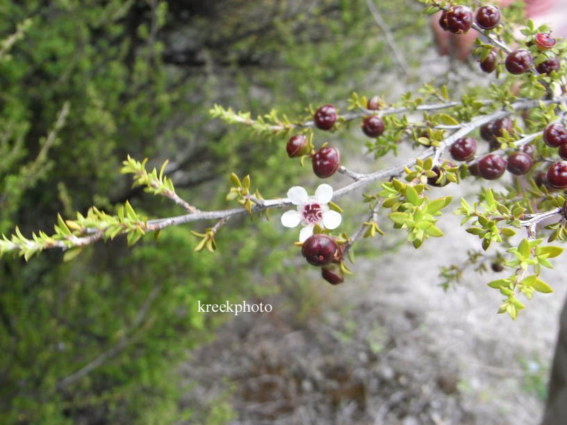 Leptospermum scoparium