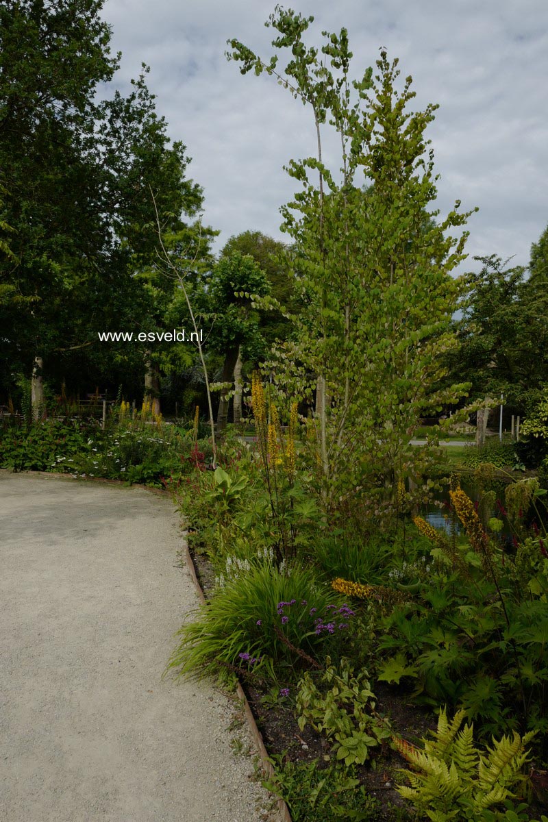 Ligularia przewalskii