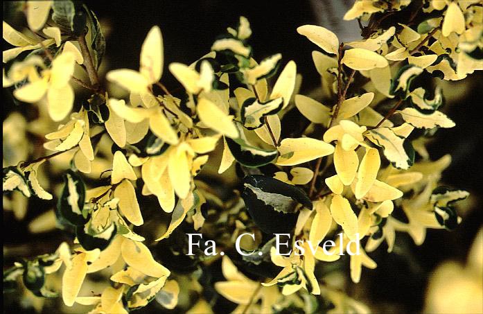 Ligustrum japonicum 'Silver Curls'