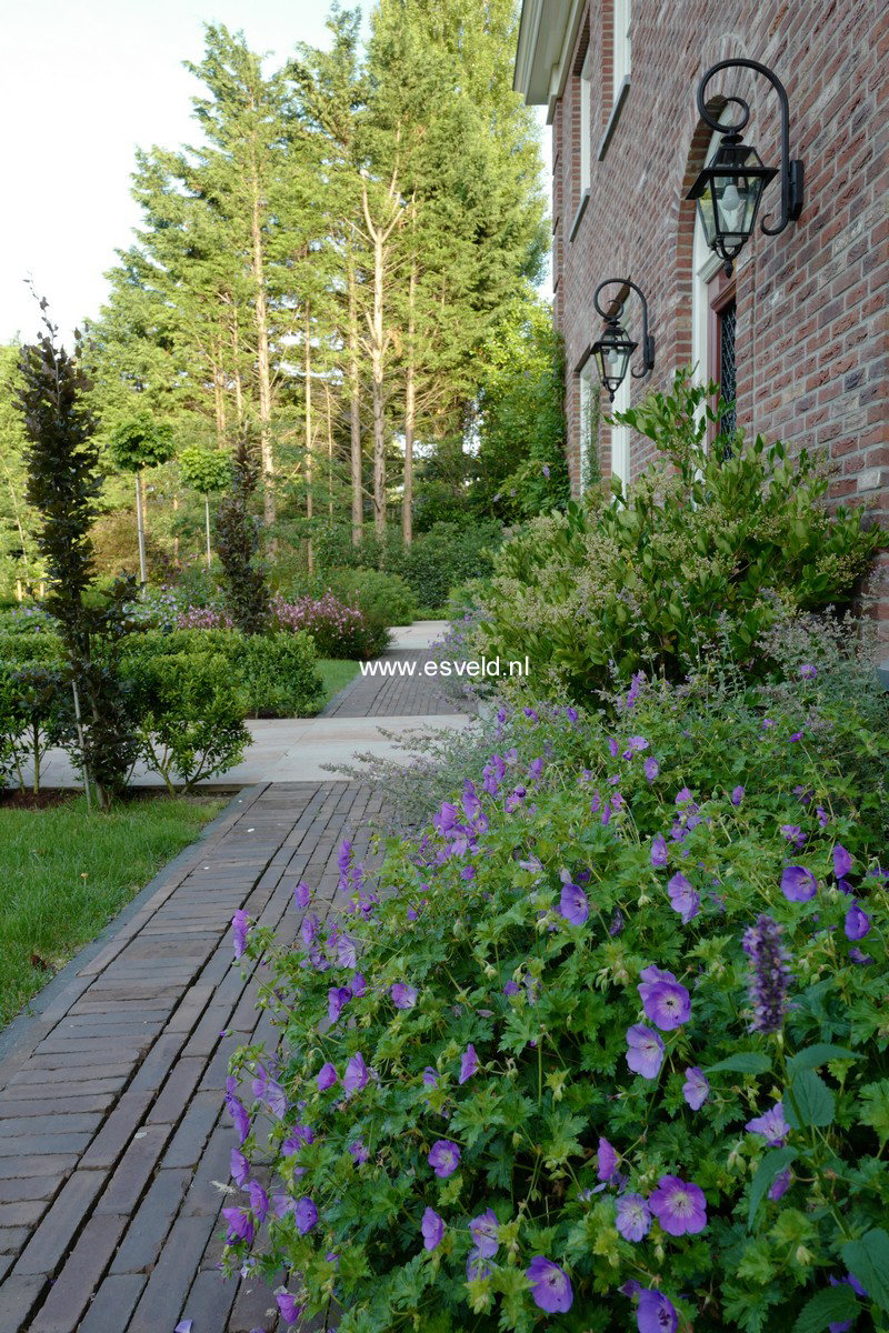 Ligustrum japonicum 'Texanum'