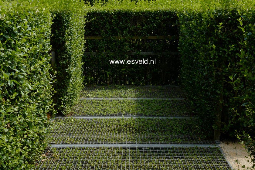 Ligustrum ovalifolium