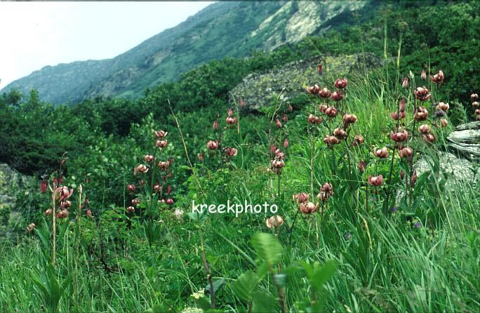 Lilium martagon
