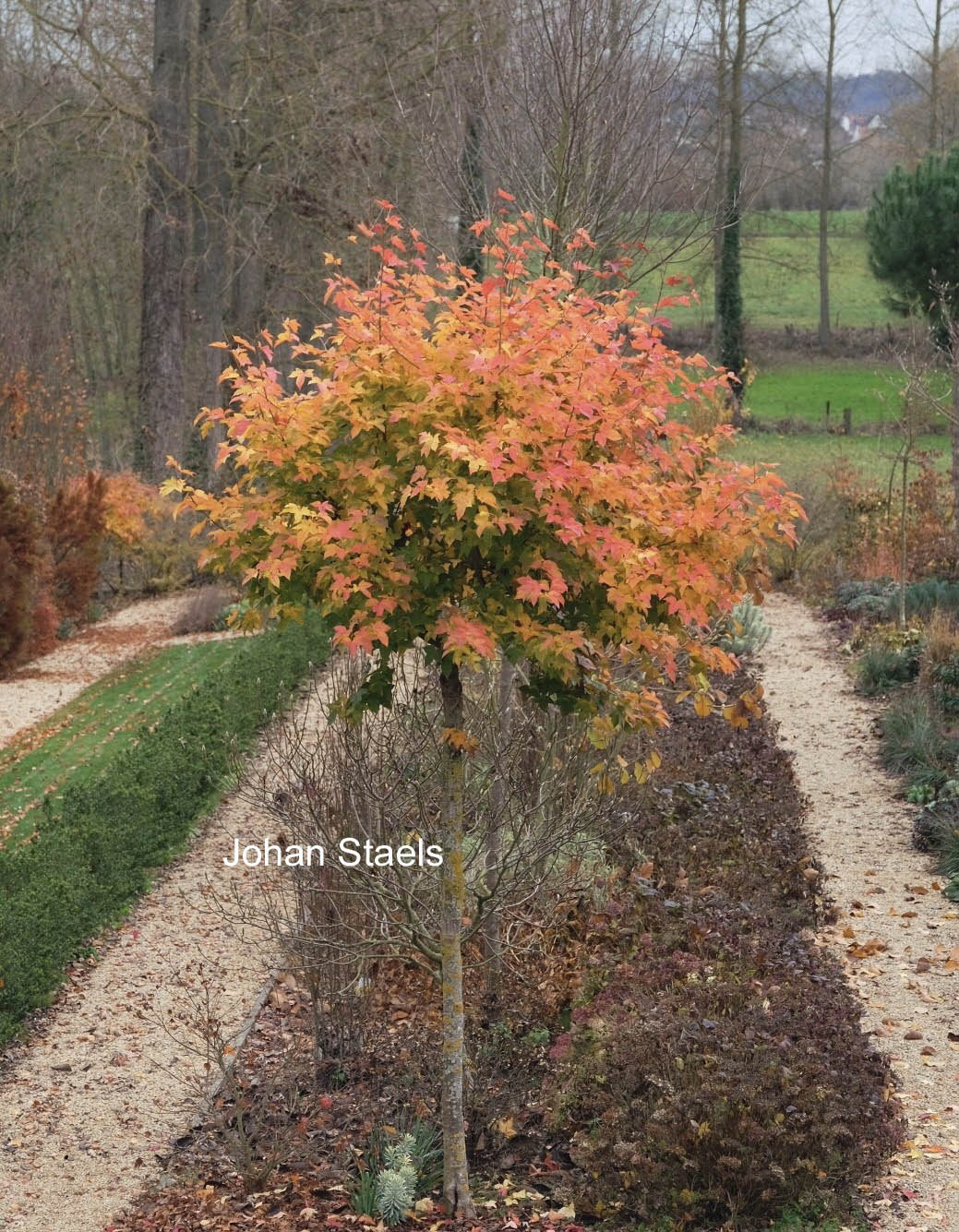 Liquidambar acalycina