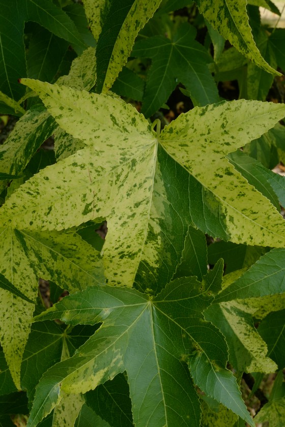 Liquidambar styraciflua 'Aurea'