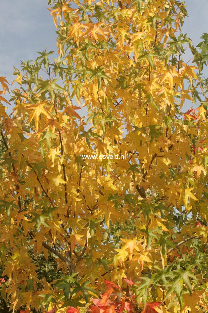 Liquidambar styraciflua 'Parasol'
