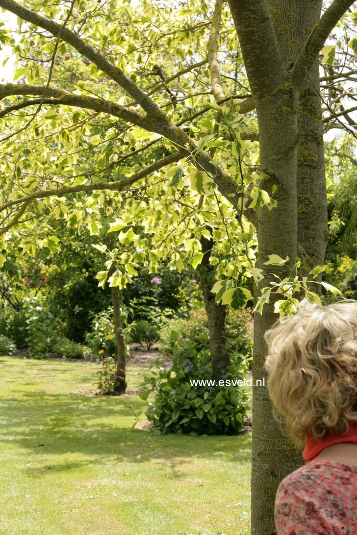 Liriodendron tulipifera 'Aureomarginatum'