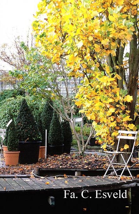 Liriodendron tulipifera 'Fastigiatum'