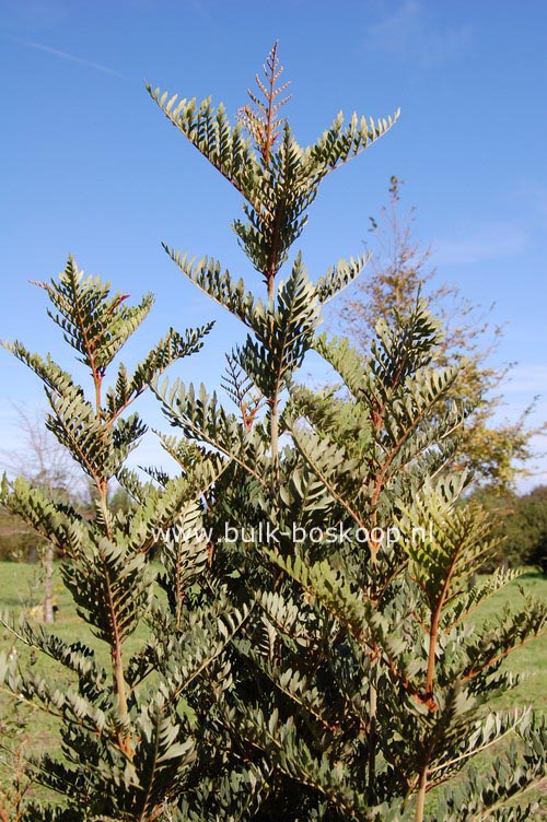 Lomatia ferruginea