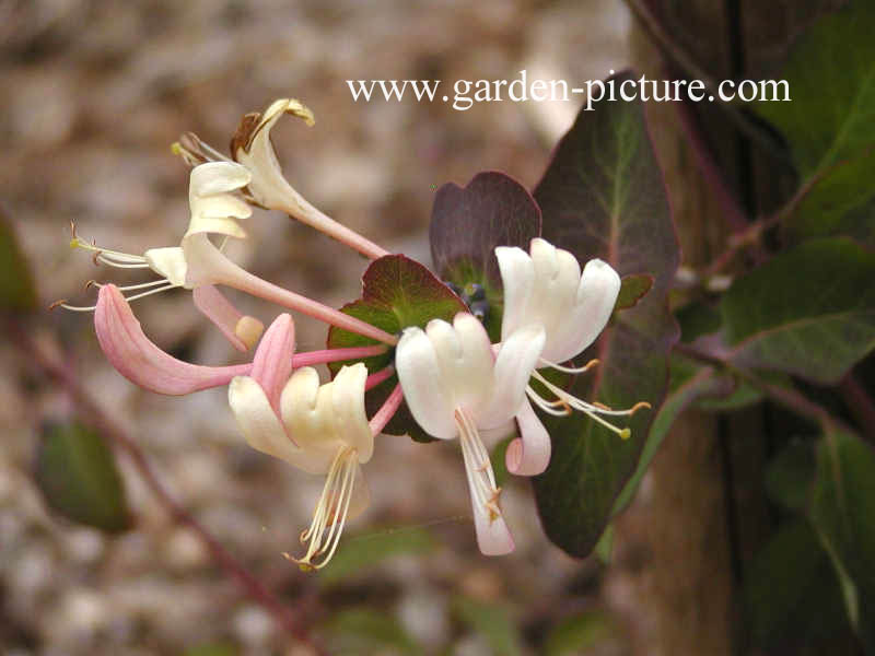Lonicera etrusca