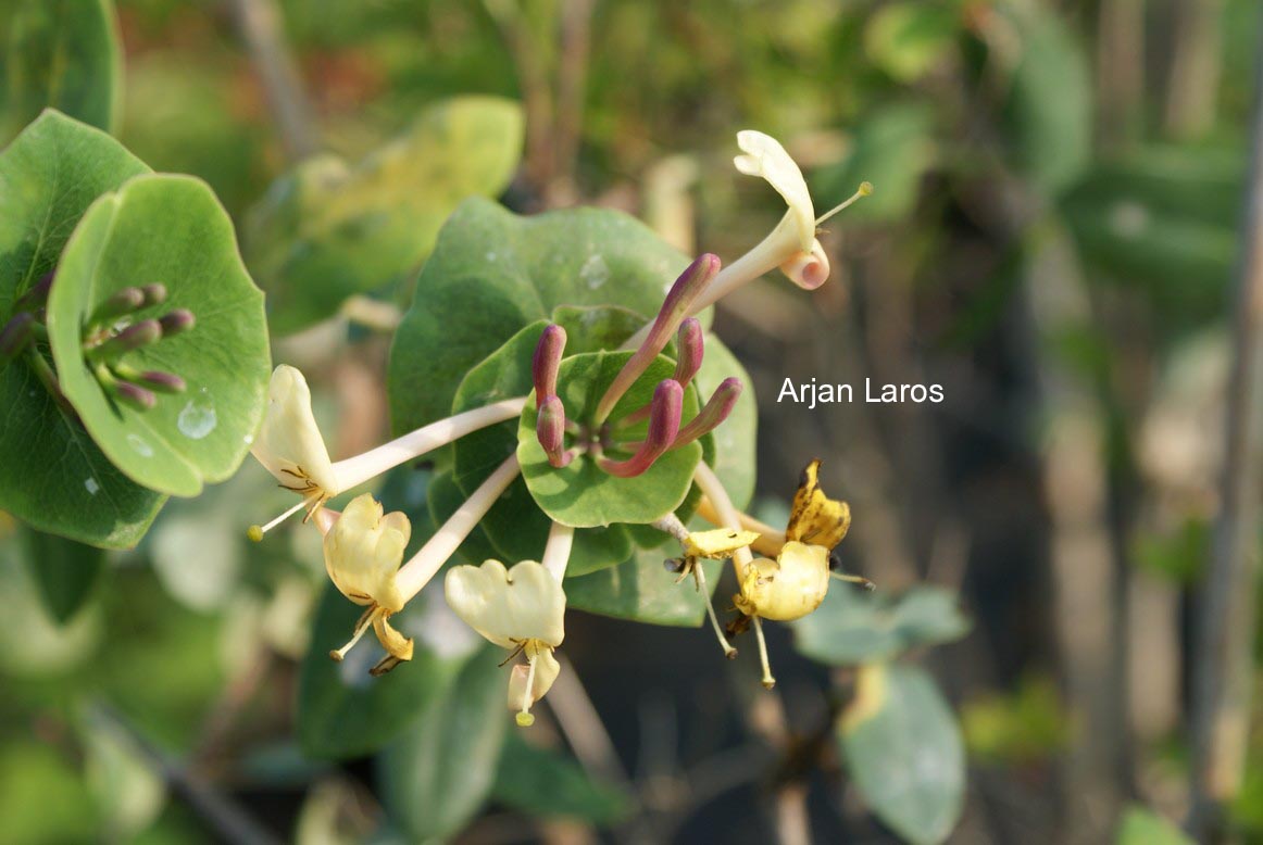 Lonicera implexa var. balearica