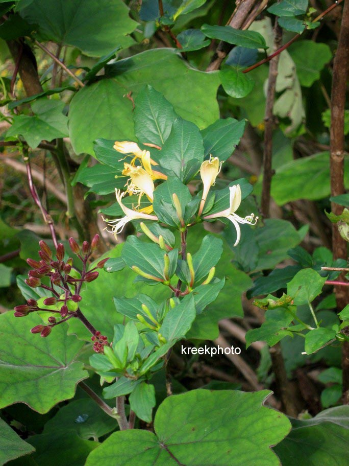 Lonicera japonica